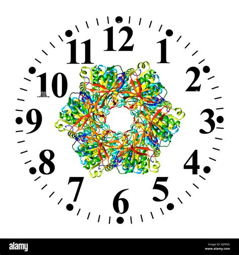 Illustration Of A Bacterial Circadian Clock Protein Molecule And Clock