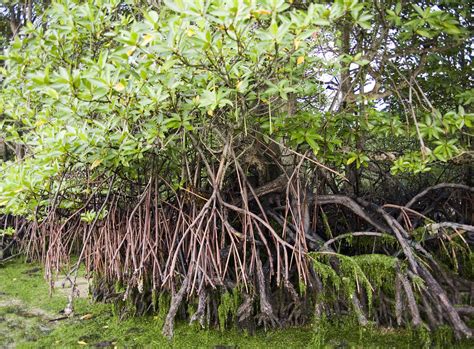 Bakau Minyak Rhizophora Apiculata Prop And Stilt Roots A Photo On