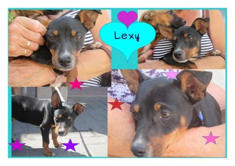 Lexy 12 Week Old Female Miniature Pinscher Cross Available For Adoption