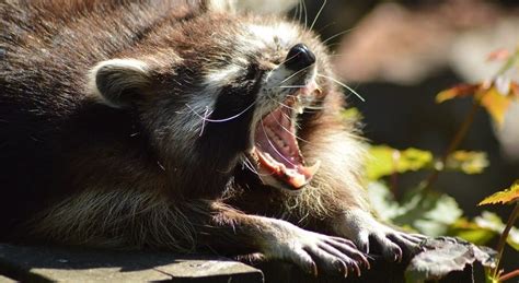 How To Keep Raccoons Away From Chicken Coop Find Out Here All