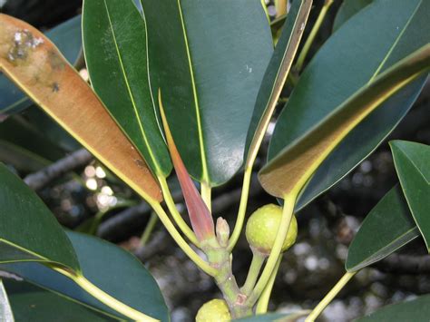 Ficus Macrophylla MORACEAE Moreton Bay Fig Save Our Waterways Now