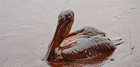 The Oil Spill Cleanup Illusion Hakai Magazine