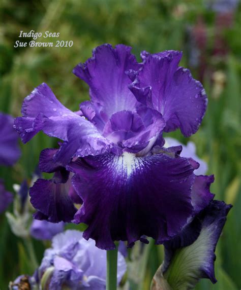 Plantfiles Pictures Tall Bearded Iris Indigo Seas Iris By Califsue