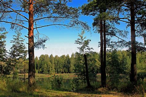 Beautiful Forest Lake With Pine Trees On The Shore Stock Image Image