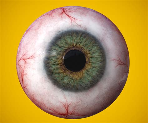 Artstation Eye Anatomy Photorealistic Eyeball Resources
