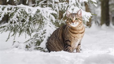 Brown Cat Is Sitting On Snow In Snow Covered Trees Forest Background Hd