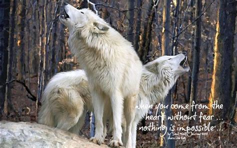 Pin By Patricia Rita On Wolves The 2ed 200 Wolf Howling Animals