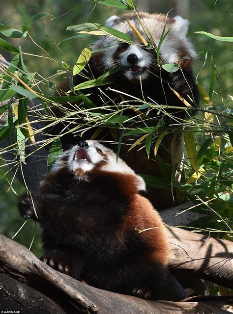 Melbourne Zoo Red Panda Cubs Leave Their Nest To Nibble On Porridge In