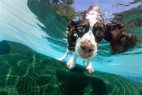 Hunting Dog Photography Adventure Underwater Dog And Virginia Pet