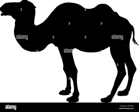 Vector Illustration Of Camel Silhouette Stock Vector Image And Art Alamy