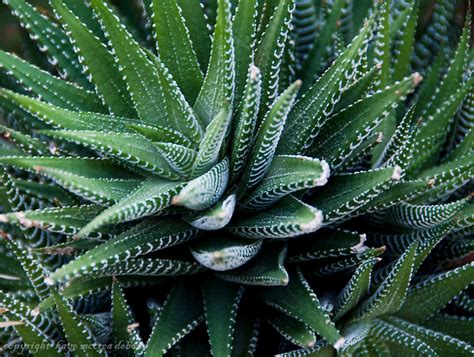 Eastern morning sun only, otherwise shade. Zebra Plant succulent cactus | kaye m debona photography