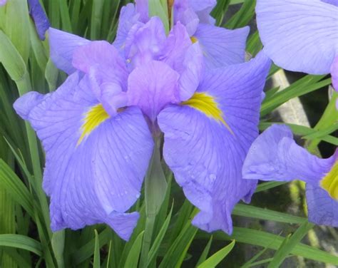 Iris Temple Bells Riggins Nursery Llc