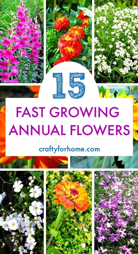 If You Want To Start A Garden Grow These Fast Growing Annual Flowers