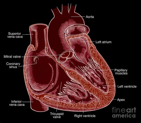 Illustration Of Heart Anatomy Photograph By Science Source Fine Art