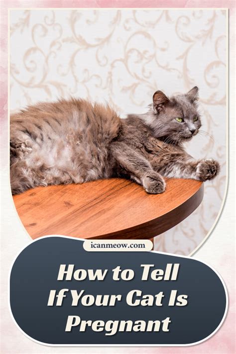 How To Tell If Your Cat Is Pregnant I Can Meow