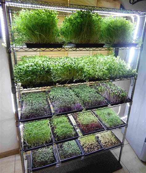 Microgreen Growing System Mg48 Hydroponicseasy Indoor Vegetable