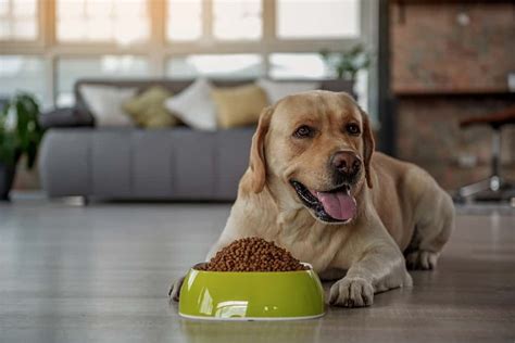 What do you mean by the sensitive stomach of older cats? Best Grain Free Dog Food For Sensitive Stomach (May 2020 ...