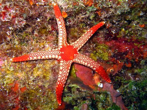 Anders Poulsens Dive Page Underwater Pictures Sea Stars