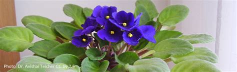 African Violet Leaves Curling And Limp 6 Steps To Keep African