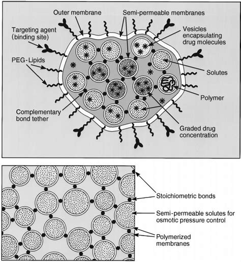 Examples Of Bioengineered Structures For Drug Delivery And Tissue