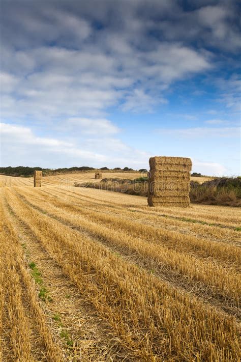 Straw Bales Stacked In Farm Field At Harvest Time Stock Photo Image