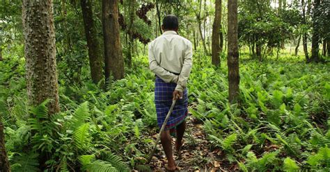 A Forest Grown By People In Assam Holds New Hope For Rhino Conservation
