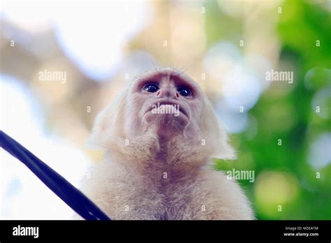 Close Up From Below Of A White Faced Capuchin Monkey Cebus Capucinus