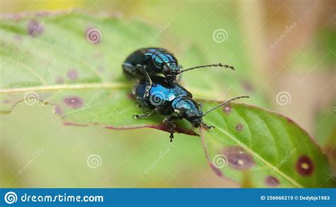 biological species of blue milkweed beetle is mating stock image image of leaf beetle 256666219