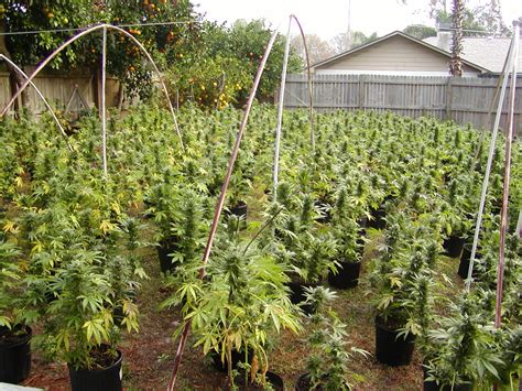 Check spelling or type a new query. Grow Q&A: Should I Keep The Leaves I Trim Off My Pot ...