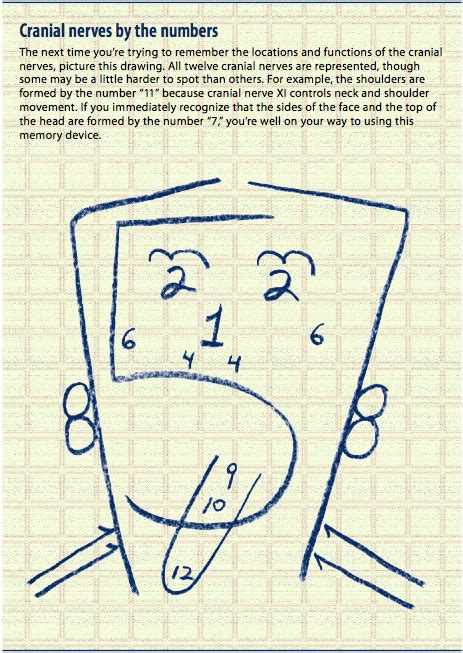 Nursing Cranial Nerves Diagram Quizlet