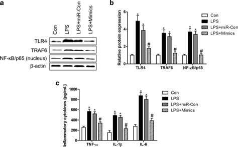 overexpression of mir 590 3p inhibits tlr4 traf6 nf κb inflammatory download scientific diagram