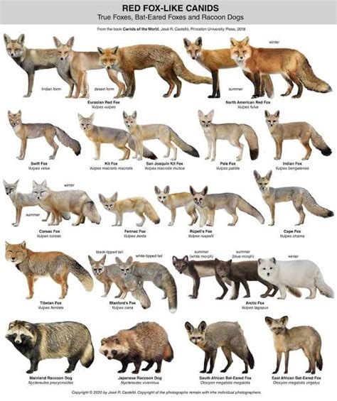 The 12 True Foxes Are The Red Fox Fennec Fox Pale Fox Cape Fox