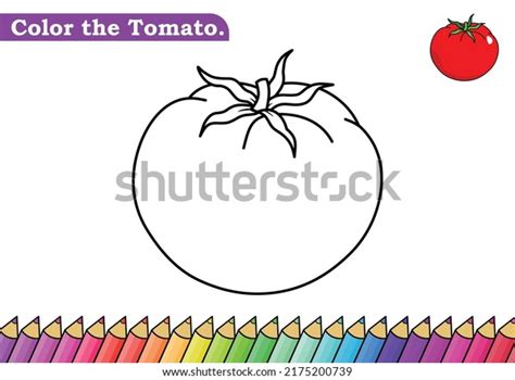 3 Thousand Colouring Pages Tomatoe Royalty Free Images Stock Photos
