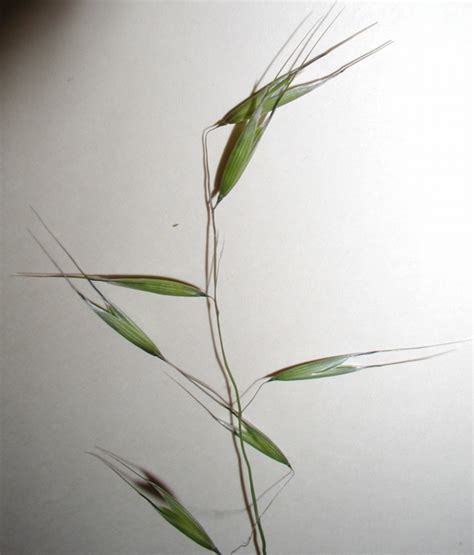 Common Oats Matbio Grasses Sedges And Rushes Matanzas Biodiversity