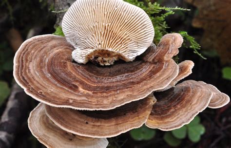 turkey tail mushroom benefits faultless blog