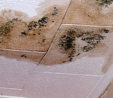 How did i get mold? Black Mold Isn't the Only Type of Toxic Mold Causing ...