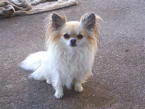 Filebulle Le Chihuahua Poil Long Wikimedia Commons