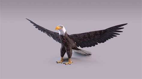 Bald Eagle 3d Model By Rmilushev