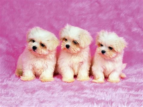 Pretty Dogs Wallpapers Wallpaper Cave