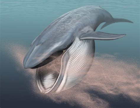 S 6 p o n s b o r e d e o f 6 m d z 0 7. Researchers find first genetic evidence for loss of teeth in the common ancestor of baleen whales