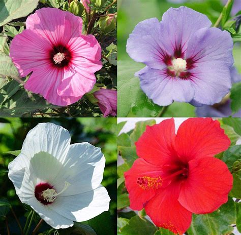 Gudhalhibiscus Flower Hybrid Seeds Hibiscuschina Rose Mixed Color