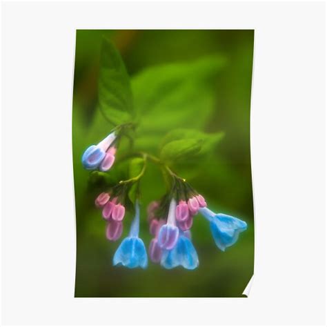 Virginia Bluebells Poster For Sale By Jhrphotoart Redbubble