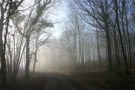 Misty Morning 6 Free Photo Download Freeimages