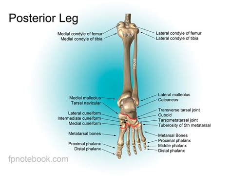 When you stand or walk, all the weight of your upper body rests on them. Ankle Anatomy