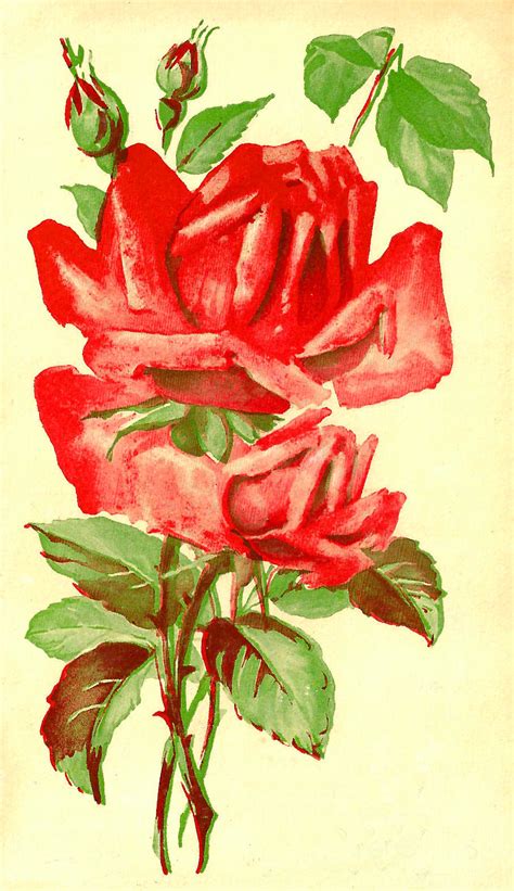 Antique Images Free Flower Graphic Vintage Red Rose Clip Art On