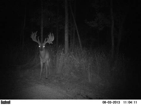 13 Giant Bucks Caught On Trail Camera