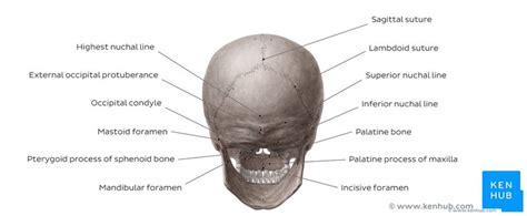 These joints fuse together in adulthood. Skull: Anatomy, structure, bones, quizzes | Kenhub