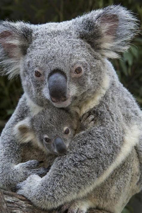 25 Incredibly Touching Wildlife Photos Of Animal Moms And
