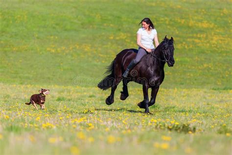 Woman Riding A Friesian Horse Stock Image Image Of Running Meadow