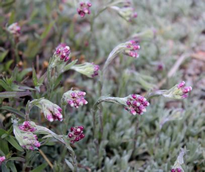 Sfbg Pussytoes Pink Antennaria Dioica Rubra